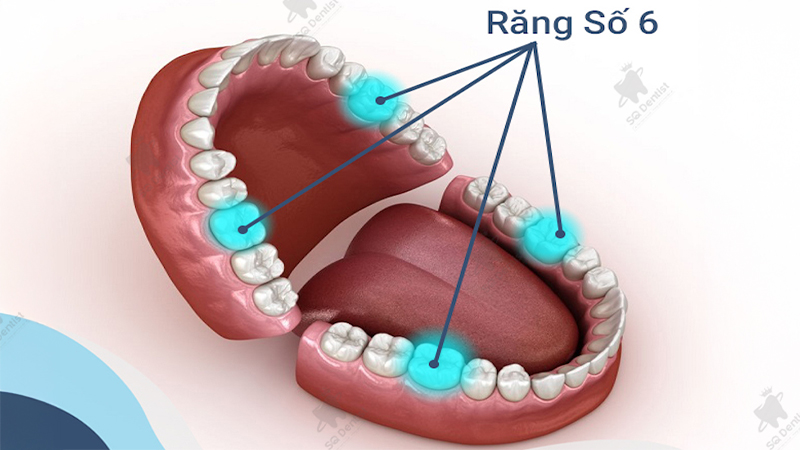 Vì sao răng số 6 lại quan trọng đến vậy?